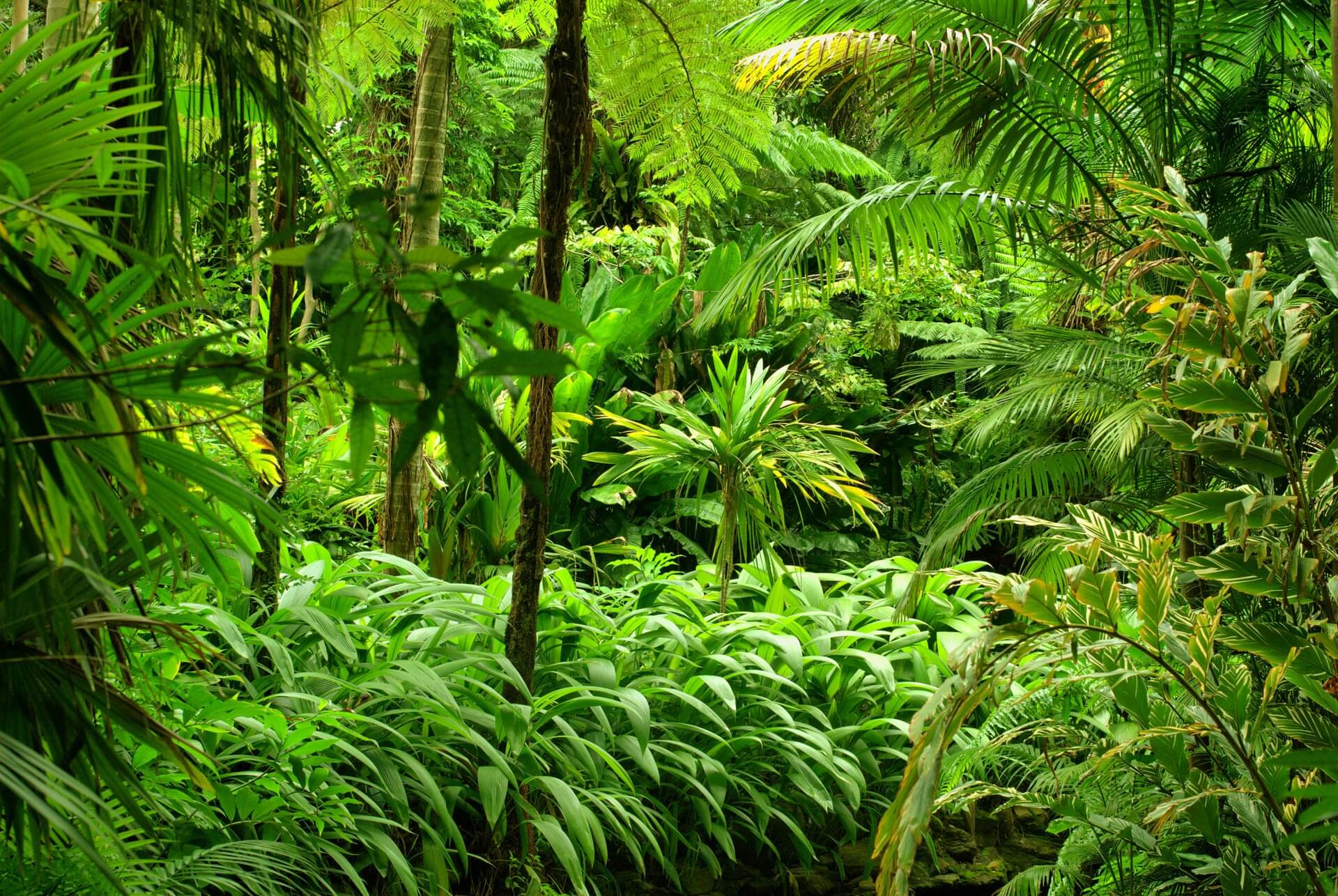 Tropical vegetation of the Mayan jungle