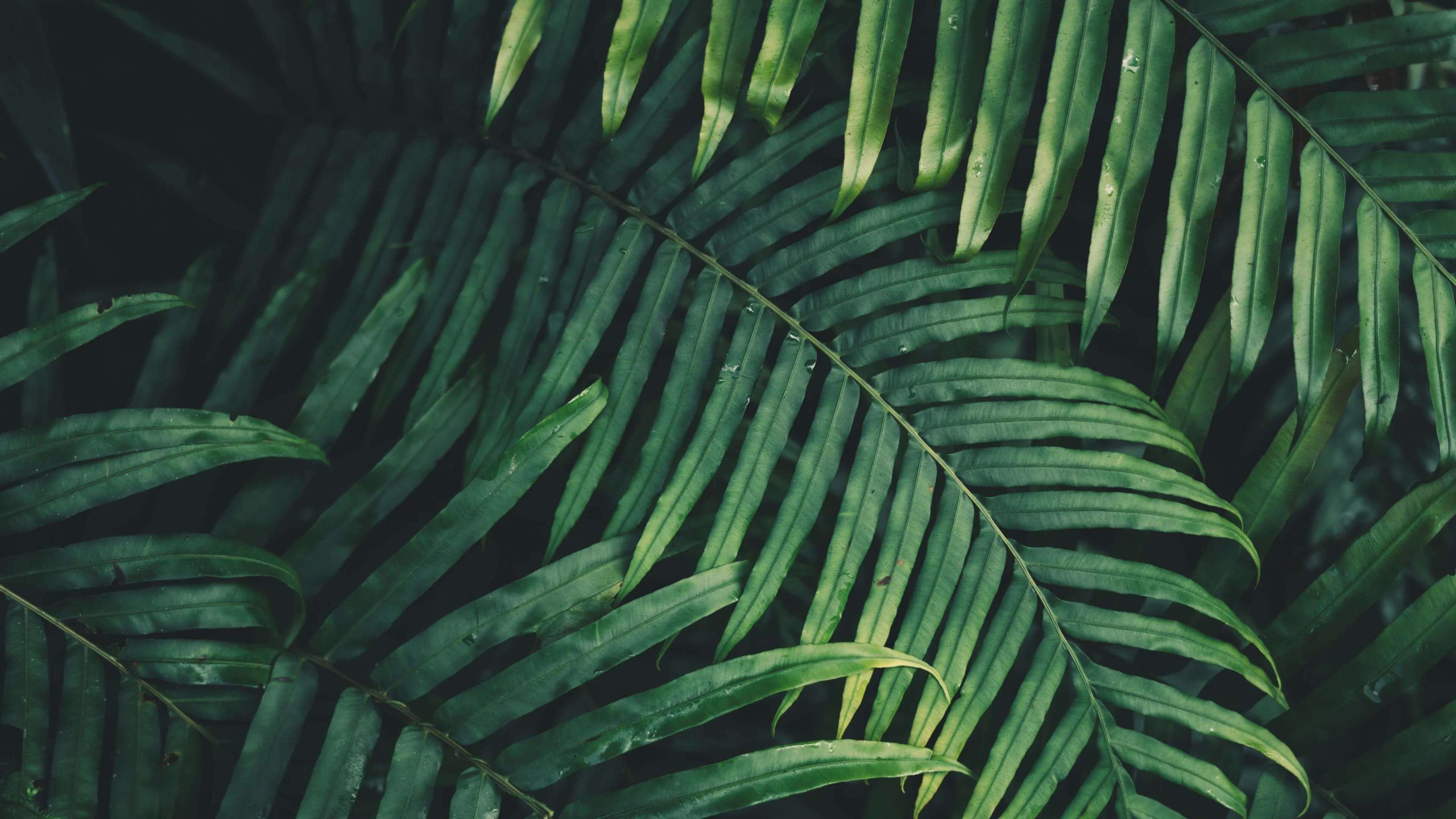 Palm leaves in the Riviera Maya jungle